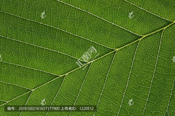 葉表面