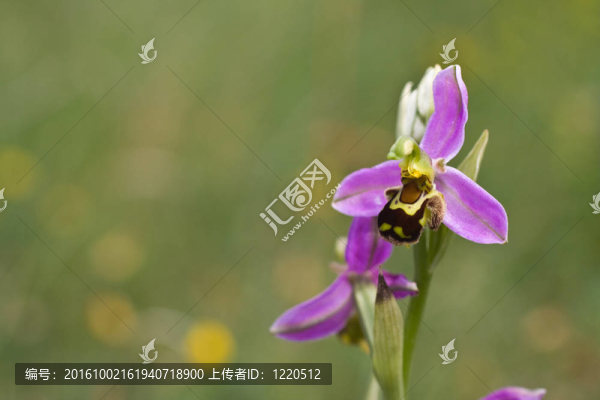 蜜蜂蘭花