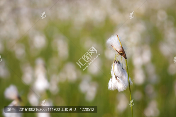 羊胡子草