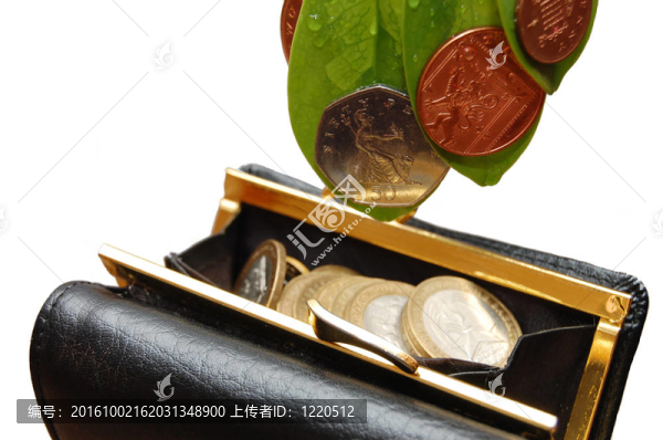 带有硬币的绿色树叶和白色背景上的钱包