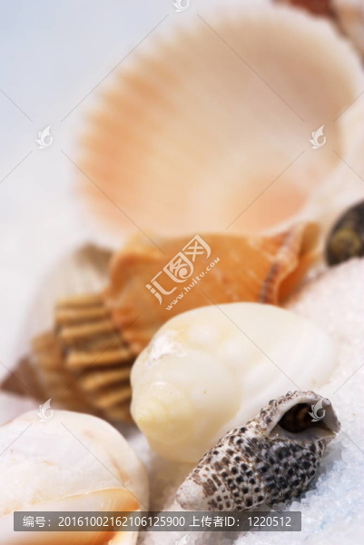 貝殼的細節(jié)