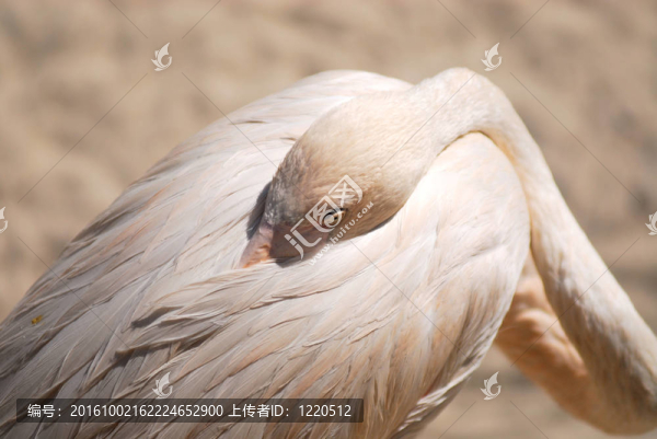白色的火烈鳥(niǎo)