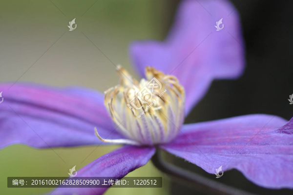 鐵線蓮的花