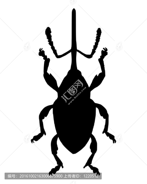 Weevil（Curculio,nucum）