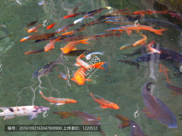 金魚