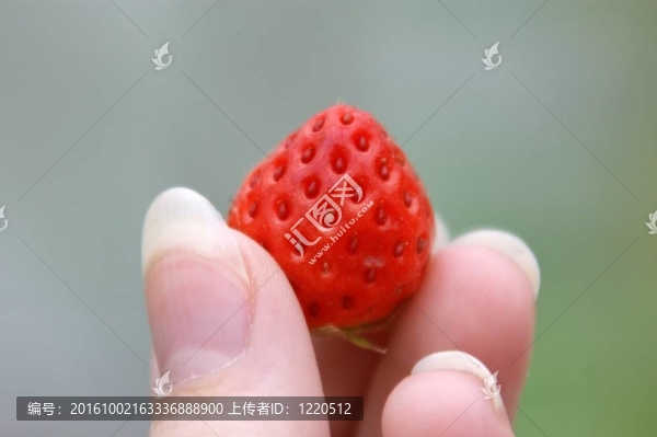草莓