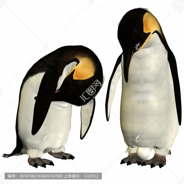 企鵝