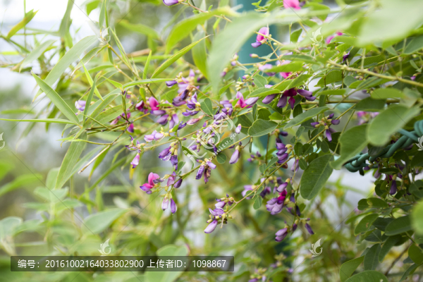 小清新碎花