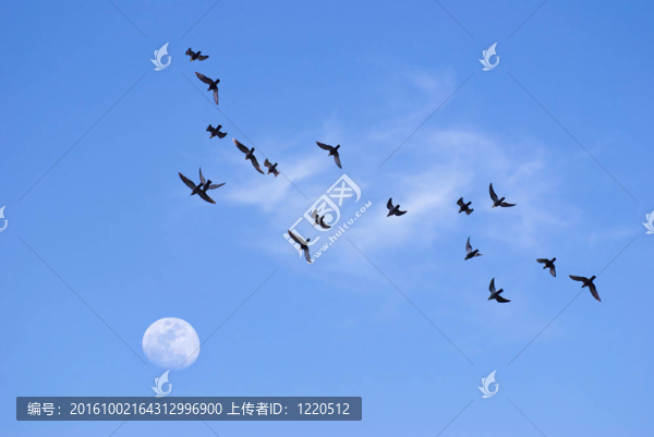 飛向月亮的鳥