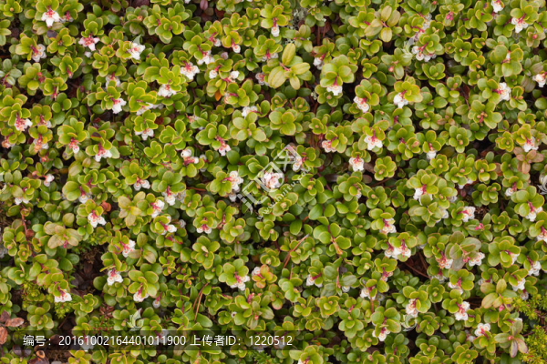 熊果開花