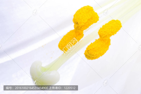 白色百合花的內(nèi)部