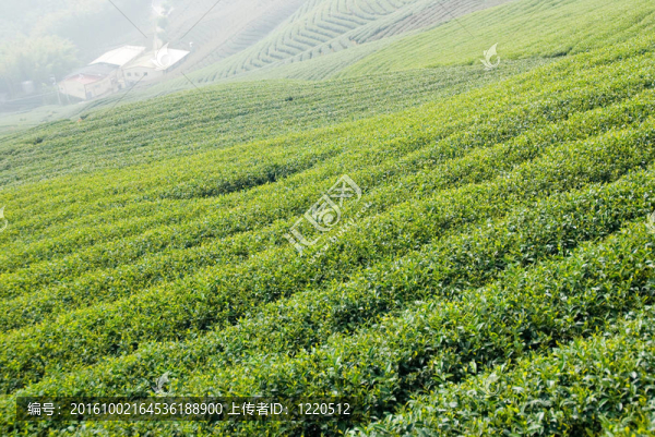 茶園