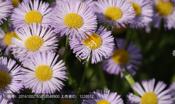 camomiles
