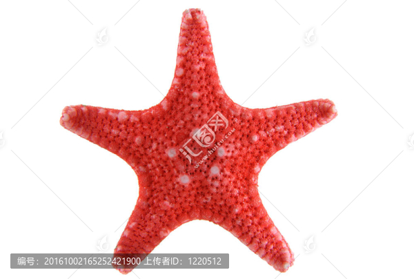 海星