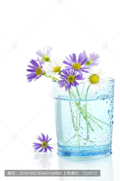 紫色的花