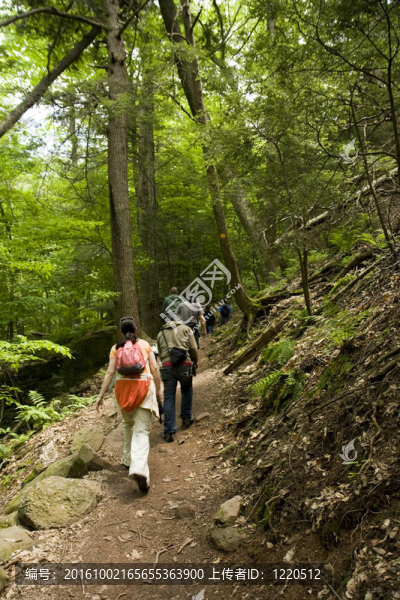 在Forest的一個小道徒步旅行者