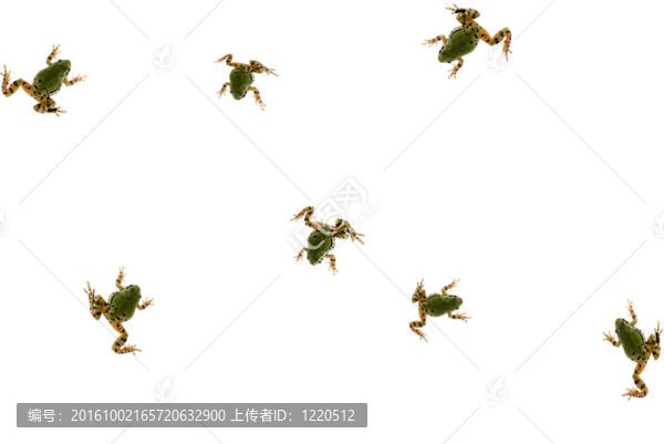 青蛙