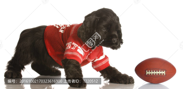 體育的獵犬