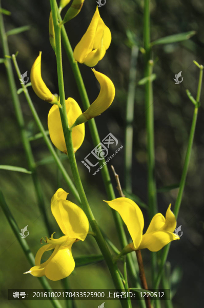 金雀花的花