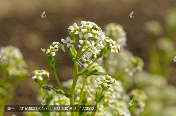 常見的scurvygrass