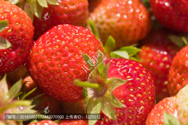 草莓