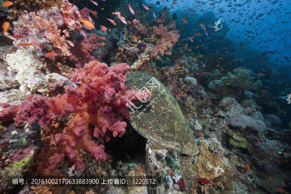 海洋；太陽和魚