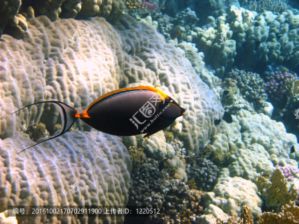 orangespine魚和珊瑚礁