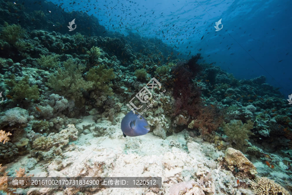 海洋；太陽和魚