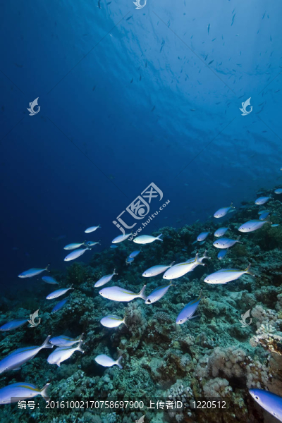海洋；太陽和魚