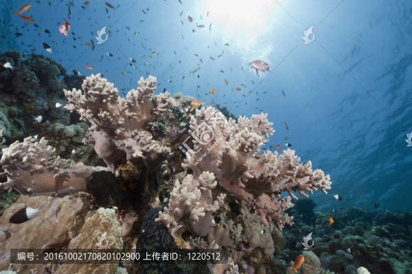 海洋；太陽和魚
