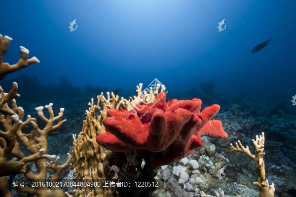海洋；太陽和海綿