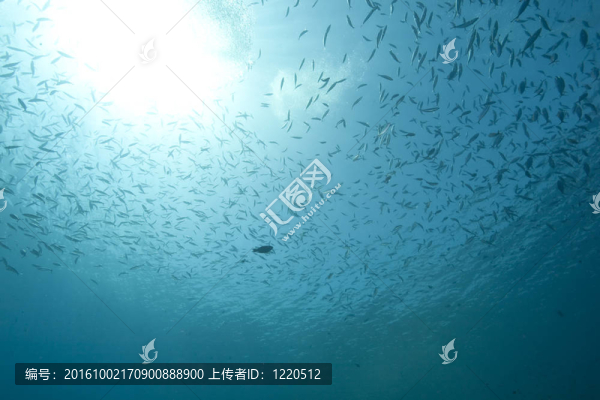 海洋；太陽(yáng)和魚(yú)