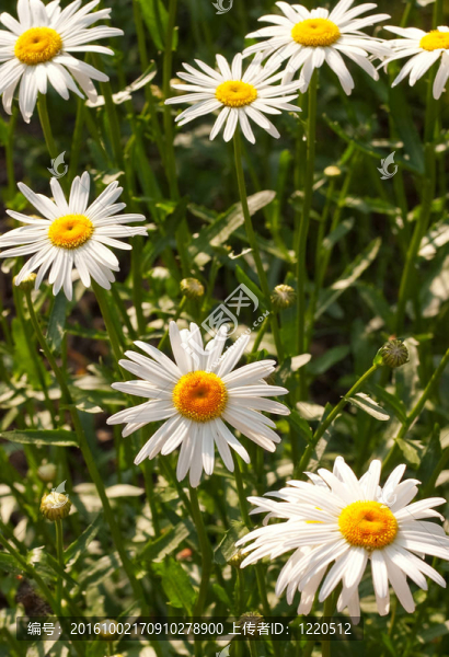 camomiles
