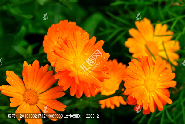 金盞花