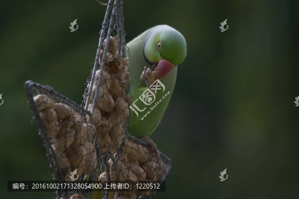 紅領(lǐng)綠鸚鵡吃花生