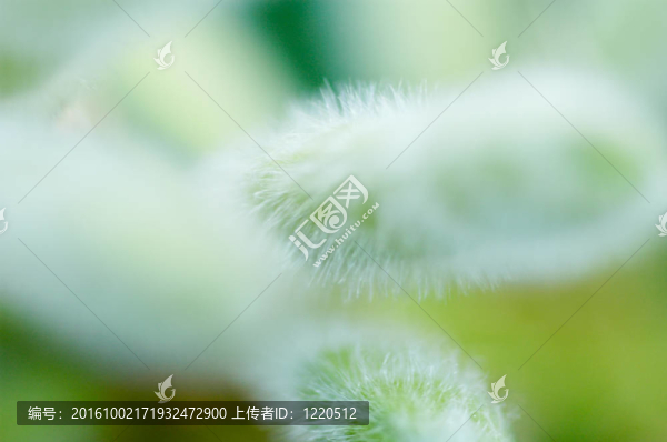 詳細的花朵