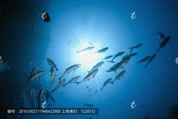 海洋；魚和太陽