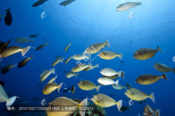 珊瑚和魚(yú)的海洋；