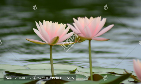 睡蓮