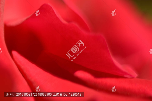 玫瑰