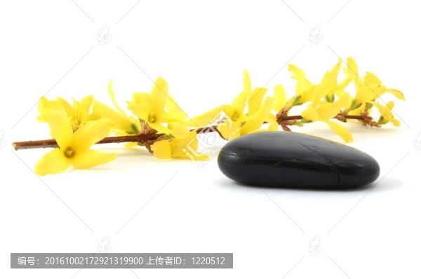 健康的花朵