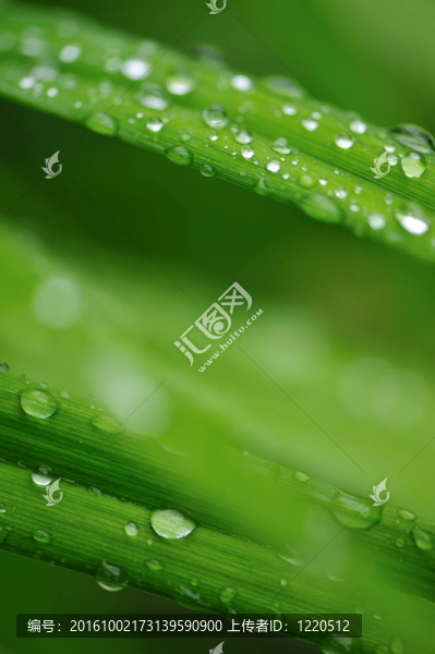 水滴在草地上