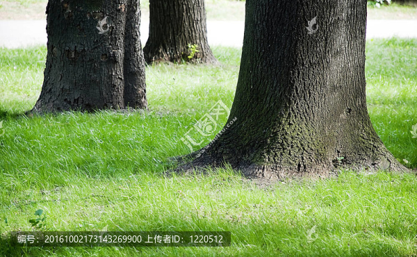 三棵樹