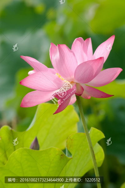 美麗的荷花