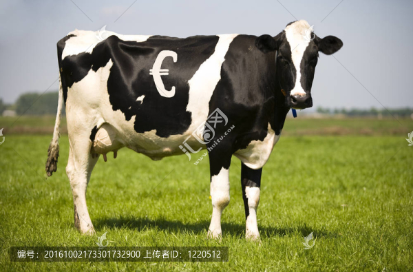 現(xiàn)金牛
