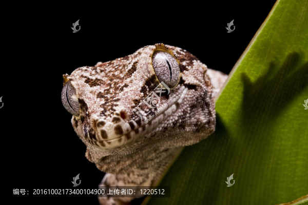 夜行壁虎