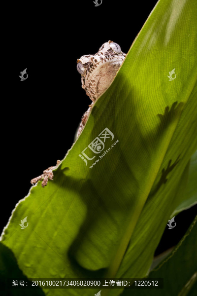 夜行壁虎