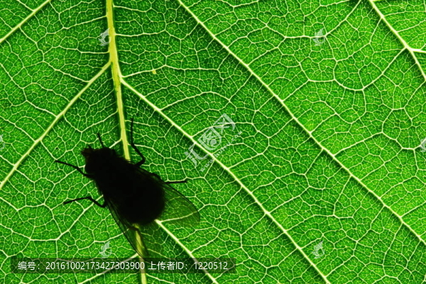 飛silhuette