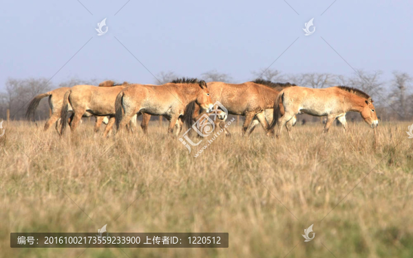 野馬野馬