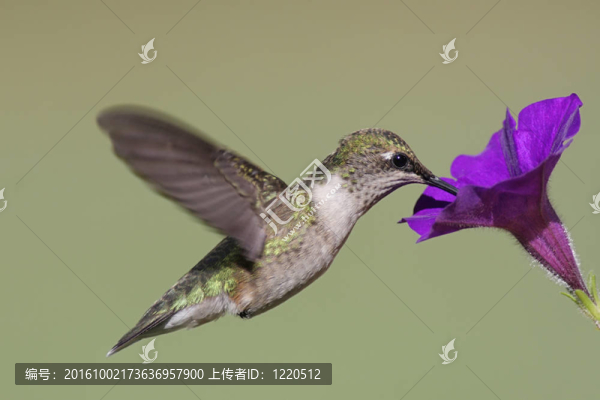 少年紅寶石喉蜂鳥